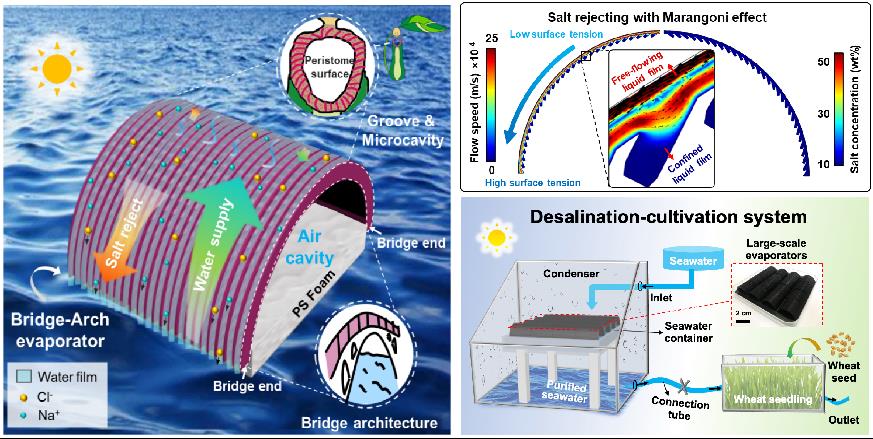 宋延林课题组利用3D打印制备仿生高效排盐太阳能蒸发器并实现农业应用