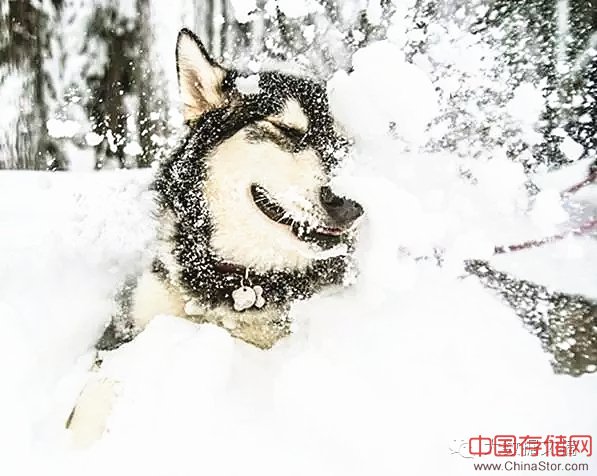 16万Facebook数据告诉你，单身狗更爱养猫