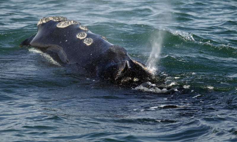 气温变暖影响海洋生物