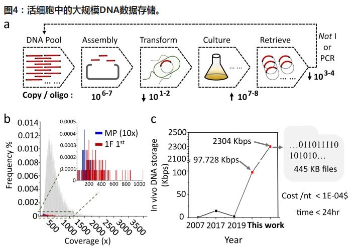 细菌细胞的混合培养可实现经济的大规模DNA存储